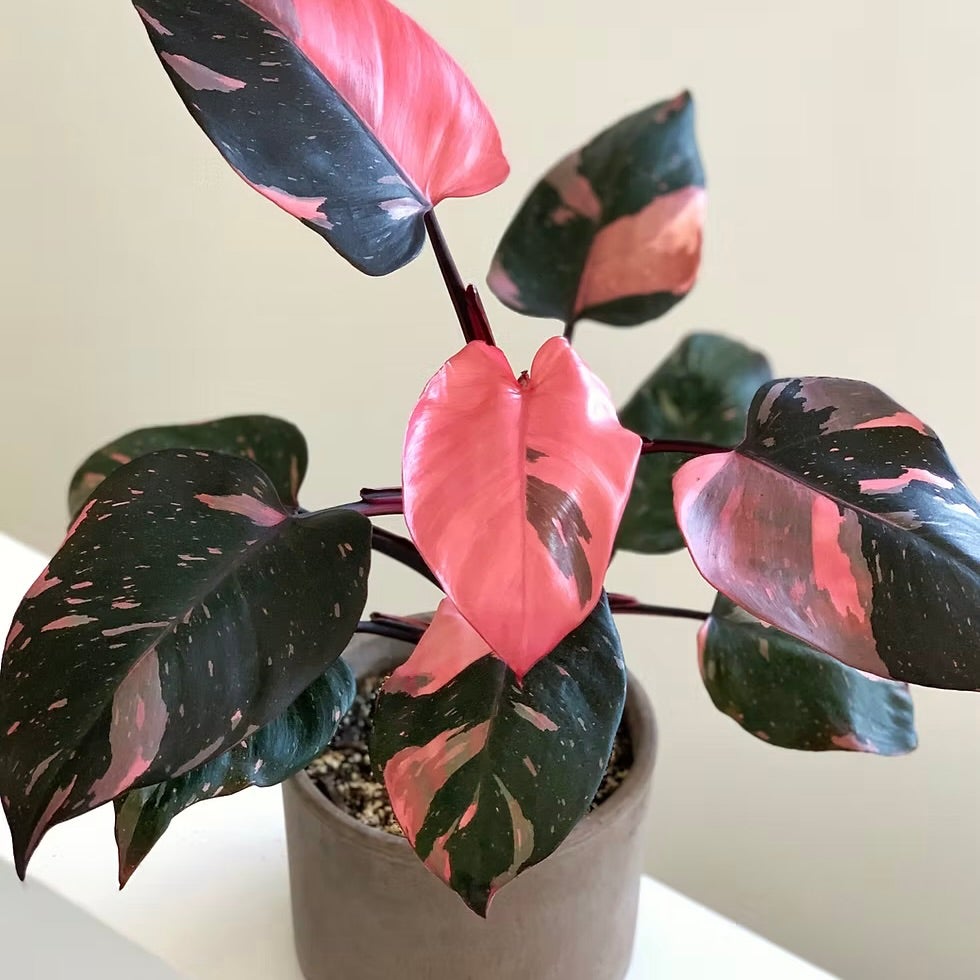 Philodendron Pink Princess PPP | Bloomsgiving